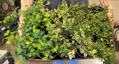 Trailing Ficus Assortment